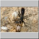 Pompilus cinereus - Wegwespe w50f mit Arctosa perita - Wolfspinne - Teverener Heide.jpg